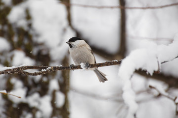 A little bird chickadee sitting on a branch