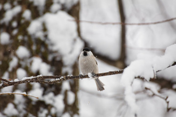 Obraz premium A little bird chickadee sitting on a branch