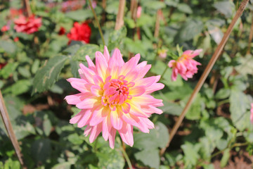 Pink flower blossom in the garden - 247025832