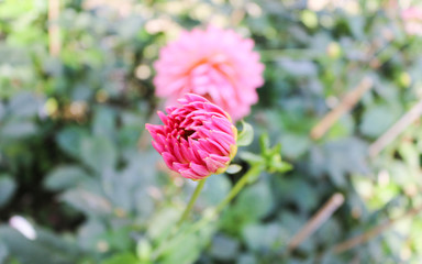 Pink flower in the garden - 247025841