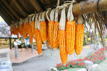 Corn hanging on bamboo - 247025891