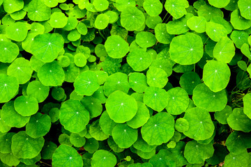 Green leaves background - 247025893