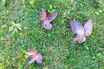 leaves on green grass in autumn - 247026044