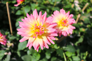 Pink flower blossom in the garden