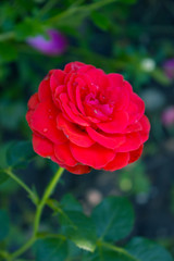 Close-up head of red rose in the garden