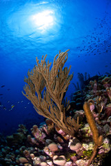Coral reef in tropical waters