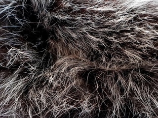 Texture of gray wolf hair fur. Texture of fur. Wool of wolf. Wool of dog.