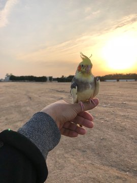 nymphicus my pet