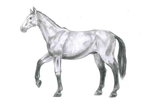 Thi is realistic sketch anatomy of the horse. It's a sketch striding horse-drawn pencil.