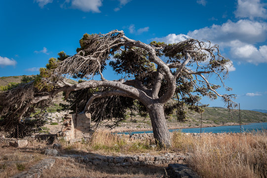 Kiefer auf der Insel Spinalonga auf Kreta