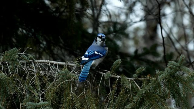 Beautiful bluejay bird - corvidae cyanocitta cristata - landing, then leaving evergreen spruce tree branch.