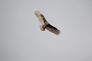 Turkey Vulture in Flight
