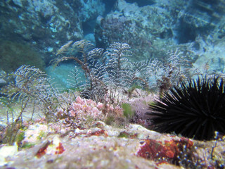 Naklejka na ściany i meble Underwater scene with marine life