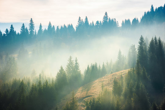 Fototapeta spruce forest on the hill in fog. beautiful nature scenery in mountains. amazing morning weather in autumn .