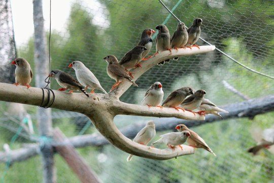 A group of zebra finch (Taeniopygia guttata) posed on a branch inside an aviary