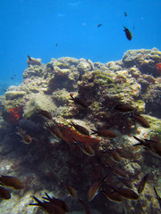 Fototapeta na wymiar Underwater scene with marine life
