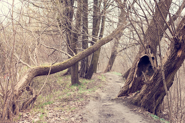 The trodden path in a mysterious mystical place and the tall old trees