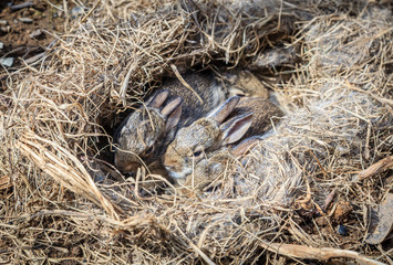 Baby rabbits in the nest
