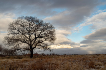 Fototapeta na wymiar bare tree winter landscape brown grass desert valley clouds over mountain range