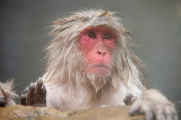 nature and wildlife concept - japanese macaque or snow monkey in hot spring of jigokudani park