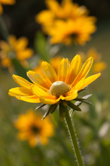 rudbeckia prairie sun