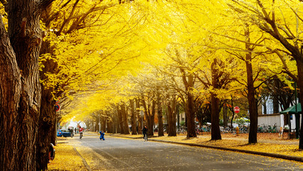 Hokkaido University, Japan - 11 Nov, 2014 :  famous tree in Japanese autumn is the ginkgo and there is a ginkgo avenue in Hokkaido University - obrazy, fototapety, plakaty