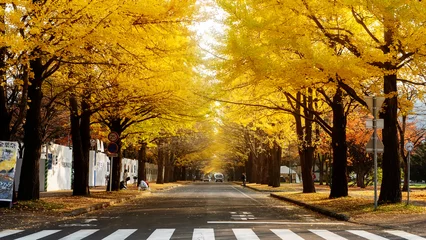 Poster de jardin Nature Hokkaido University, Japan - 11 Nov, 2014 :  famous tree in Japanese autumn is the ginkgo and there is a ginkgo avenue in Hokkaido University
