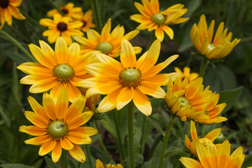 rudbeckia prairie sun