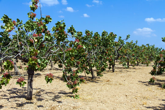 Aegina island Pistachio Tree