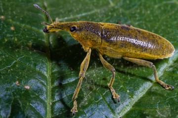 long nosed yellow weevils