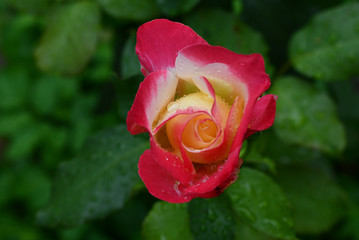 Wet red and yellow garden rose after rain in spring
