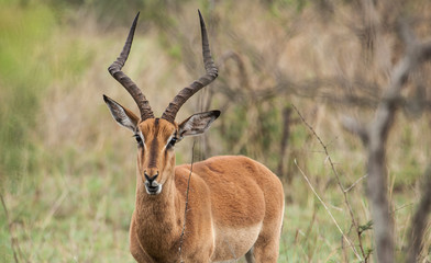 Portrait of an Impala Antilope in the savannah of South africa