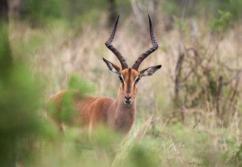 Portrait of an Impala Antilope in the savannah of South africa