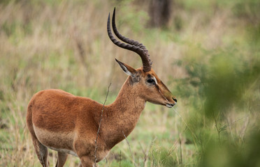 Naklejka na ściany i meble Portrait of an Impala Antilope in the savannah of South africa