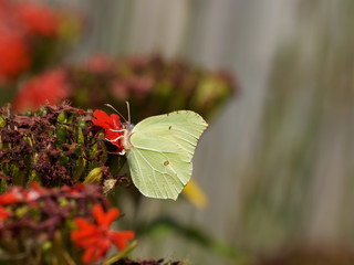 Gonepteryx rhamni - Papillon le Citron