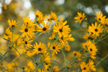 helianthus sunflower