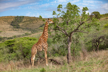 giraffe in the south African Savannah