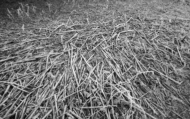 Dry dead reed stalks background