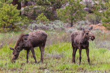 Shiras Moose in the Rocky Mountains of Colorado