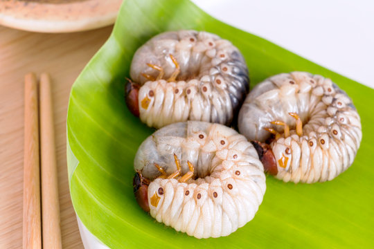 Grub Worm or Oryctes Rhinoceros Beetle. Insects food for eating cooked larvae fried or baked on plate with chopsticks is good source of protein which edible. Entomophagy concept.