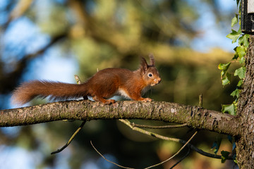 Red Squirrel