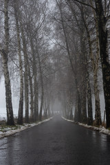 Allee im Winter bei Nebel