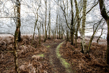 curved path in forest