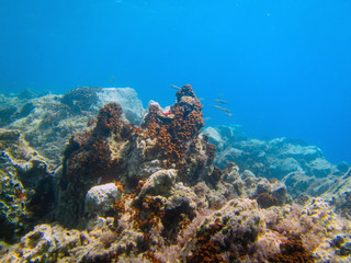 Fototapeta premium underwater landscape 