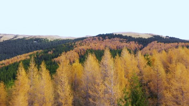 AERIAL view of colorful larch forest in autumn season. Yellow and green trees.  Over alpine mountain valley orange larch forest woods in sunny autumn day. Mountain forest in Fall. Colors of autumn.