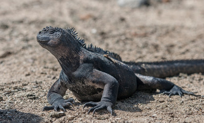 iguana, endemic reptile on the Galapagos Islands, Ecuador , pacific