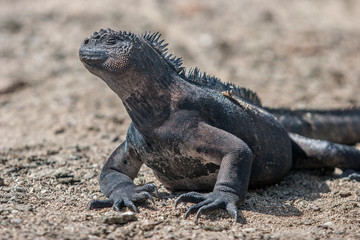 iguana, endemic reptile on the Galapagos Islands, Ecuador , pacific