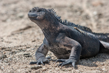 iguana, endemic reptile on the Galapagos Islands, Ecuador , pacific