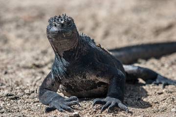 iguana, endemic reptile on the Galapagos Islands, Ecuador , pacific