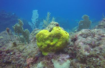 Branching Tube Sponge